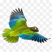 大沙鹦鹉古巴亚马孙鸟深红色罗塞拉飞鹦鹉PNG图像