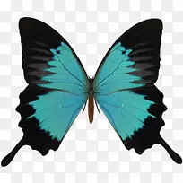 蝴蝶红黑色毛虫-黑色和青色蝴蝶PNG
