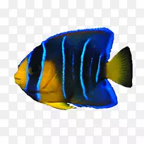 天使鱼-海鱼PNG透明图像