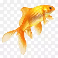 金鱼-真鱼PNG透明图像