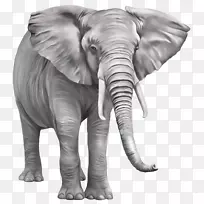 印度大象剪贴画-大象PNG免费下载