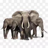 非洲灌木象亚洲象非洲森林象PNG HD