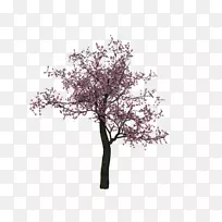 樱花树-樱桃树PNG形象