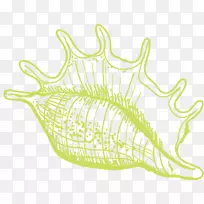 海藻海螺插图-海螺