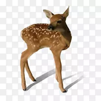 鹿夹艺术-透明鹿PNG