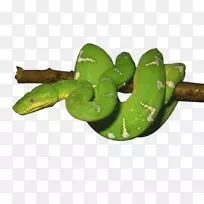蛇爬行动物-绿蛇PNG照片