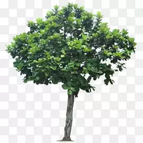 小提琴叶无花果哭泣无花果丛林树透明PNG