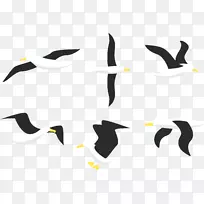 企鹅鸟信天翁鸥-信天翁的飞行