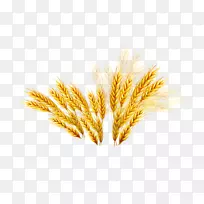 艾美尔大麦优惠券米-小麦大麦米