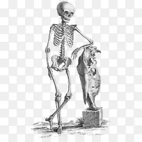 外科解剖医学骨骼人体骨骼万圣节骨骼png文件