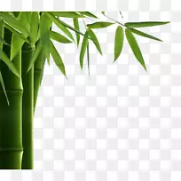 服装健康小说长裤-竹叶PNG HD