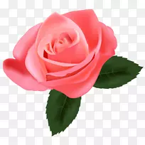 玫瑰粉红插花艺术-粉红色玫瑰PNG图片