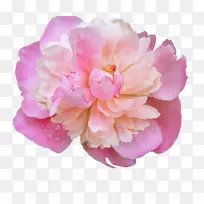 粉红色花朵玫瑰花-牡丹PNG照片