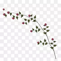 玫瑰剪贴画-玫瑰藤PNG图像