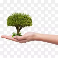 Telangana ku Hallia hu0101 ram可再生能源和节约型植树节树中心-自然PNG透明图片