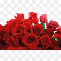 玫瑰红高清视频壁纸-红玫瑰