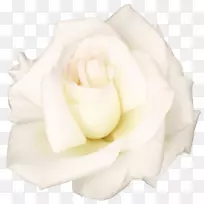 花园玫瑰，蜈蚣玫瑰，花瓣白色切花-白色玫瑰PNG透明图像