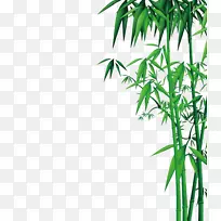 竹子下载-竹子
