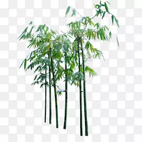 竹子-创意卡通竹树