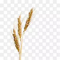 大麦麦芽糖浆麦芽提取液-大麦