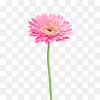 花砧木摄影，非洲菊，菊花-粉红色的非洲菊(Gerbera Jamesonii)