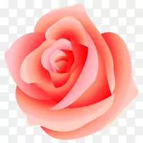 玫瑰剪贴画-粉红色玫瑰PNG透明