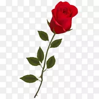 玫瑰红色剪贴画-玫瑰PNG图像
