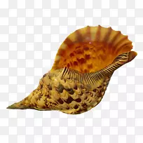 海螺沙壁纸海螺