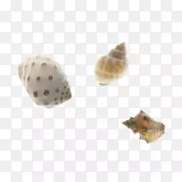 牡蛎蚌