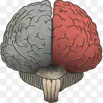 大脑信息绘图手绘大脑