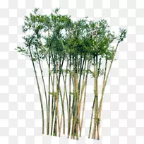 室内植物幸运竹树-竹子