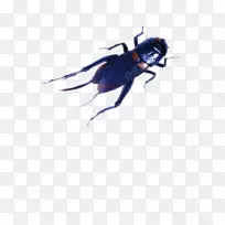 昆虫蟋蟀下载-黑色蟋蟀