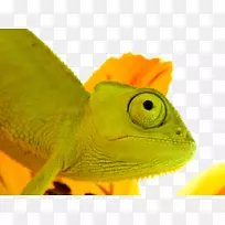 爬行动物蜥蜴Chamaeleo Jacksons变色龙-可爱的变色龙