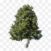 节能云杉可再生能源-创新型节能树种