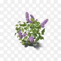紫丁香装饰