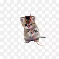 猫狗可爱小狗淘气猫