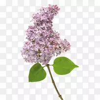丁香u042fu043du0434u0435u043au0441.u0424u043eu0442u043au0438 albom剪贴画-粉红丁香