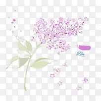 花瓣花紫丁香(Syzygium aromaticum-矢车菊)