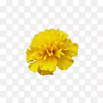 墨西哥金盏花-黄色万寿菊