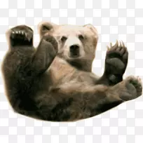 棕熊灰熊北极熊夹艺术小熊