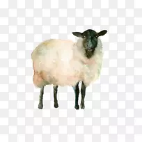 冰岛羊水彩画山羊素描-山羊