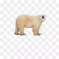 地米色北极熊的北极熊区
