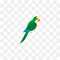 新几内亚载体鸟鹦鹉-多色鹦鹉