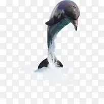 海豚剪贴画-海豚