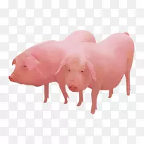 家猪养殖-大猪
