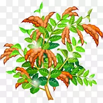 甜豌豆叶夹艺术豌豆树