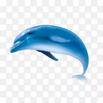 普通宽吻海豚短喙普通海豚图库西白海豚