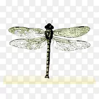 昆虫蝴蝶蜻蜓蜂蜻蜓标本
