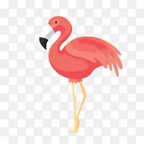 鸟类火烈鸟--粉红色火烈鸟
