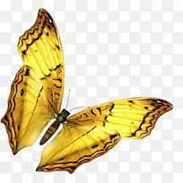 蝴蝶昆虫翅膀-金色蝴蝶